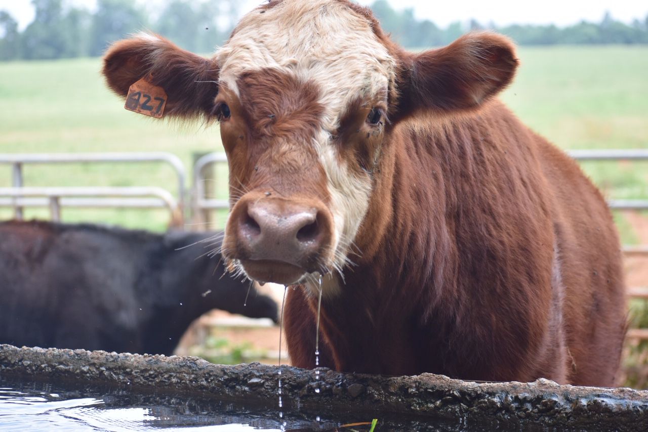 Chick-fil-A Cow Appreciation (2).JPG